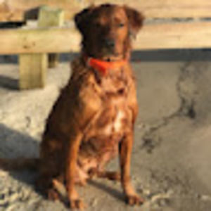 Meet your Posher, Bo